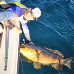 Goliath-Grouper Goliath Grouper