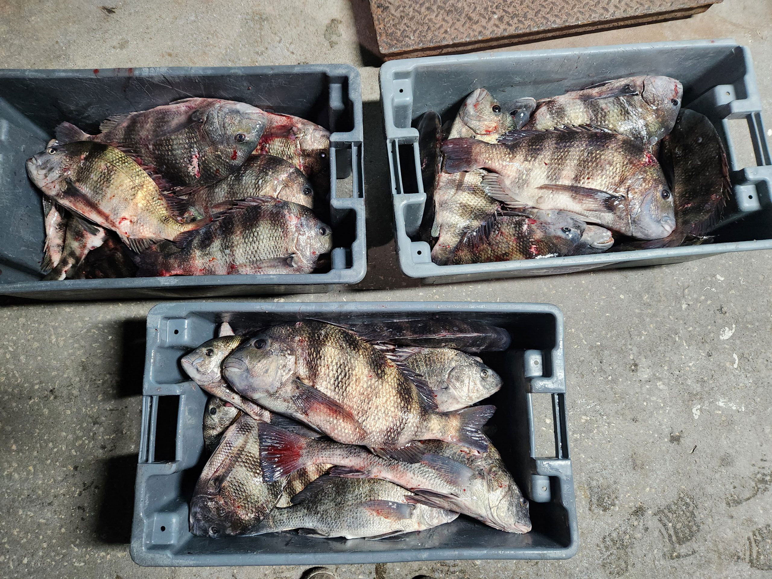 sheephead sheephead